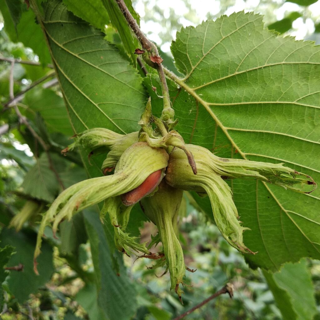 Mogyorófa horoszkóp