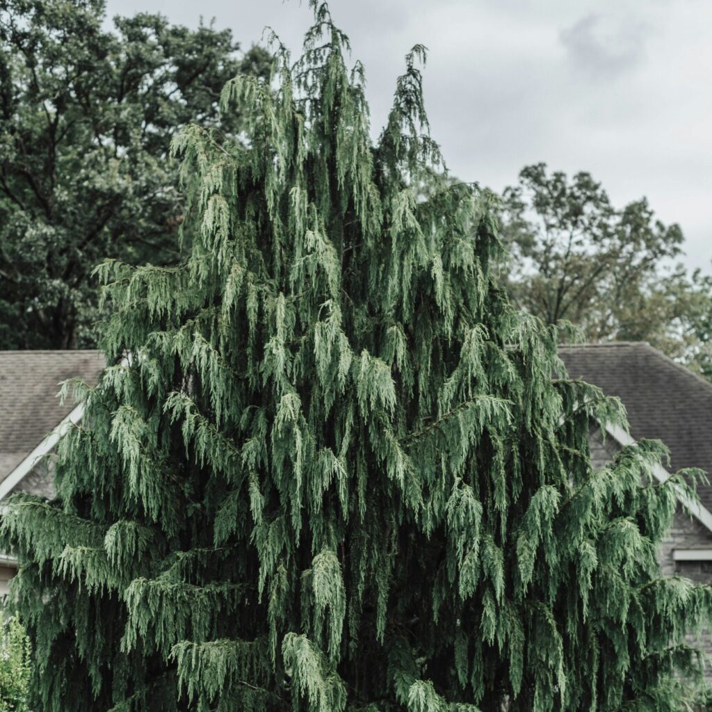 Cédrusfa horoszkóp