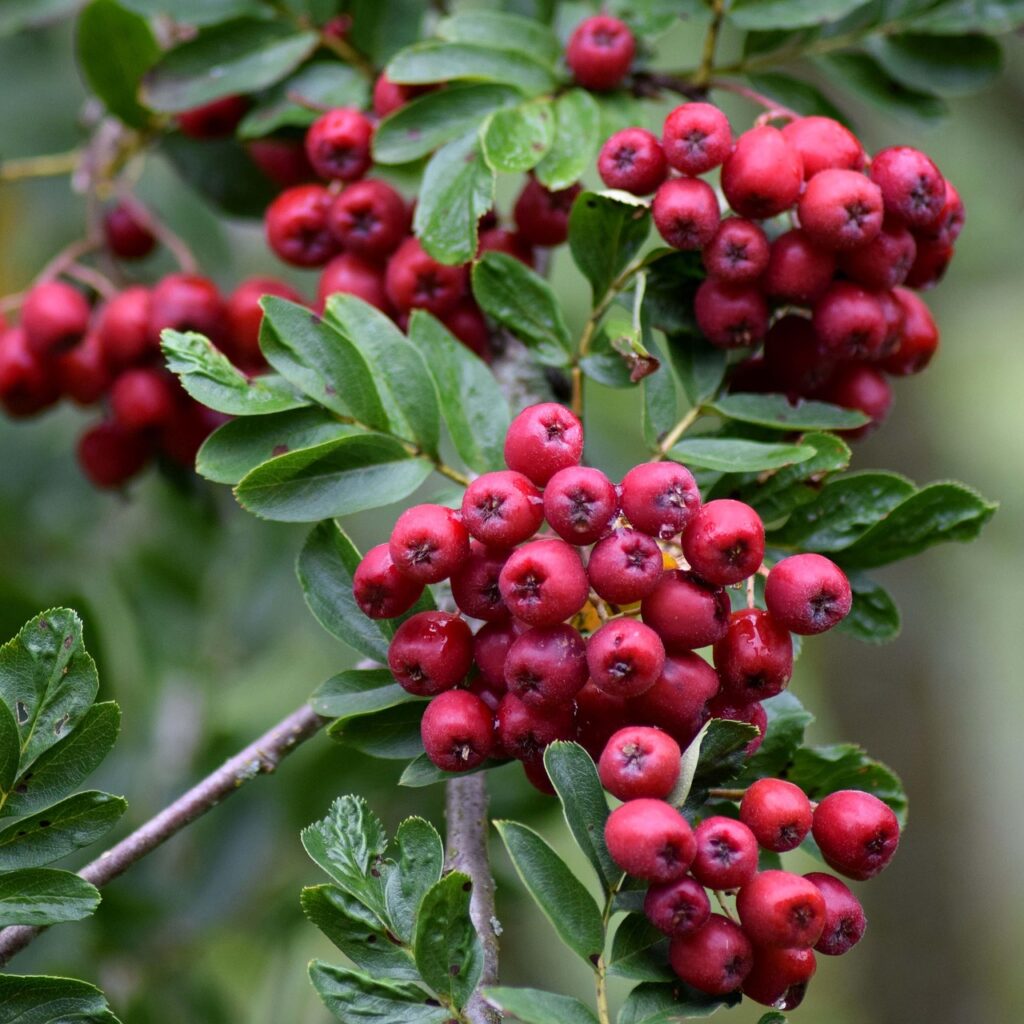 Berkenyefa horoszkóp