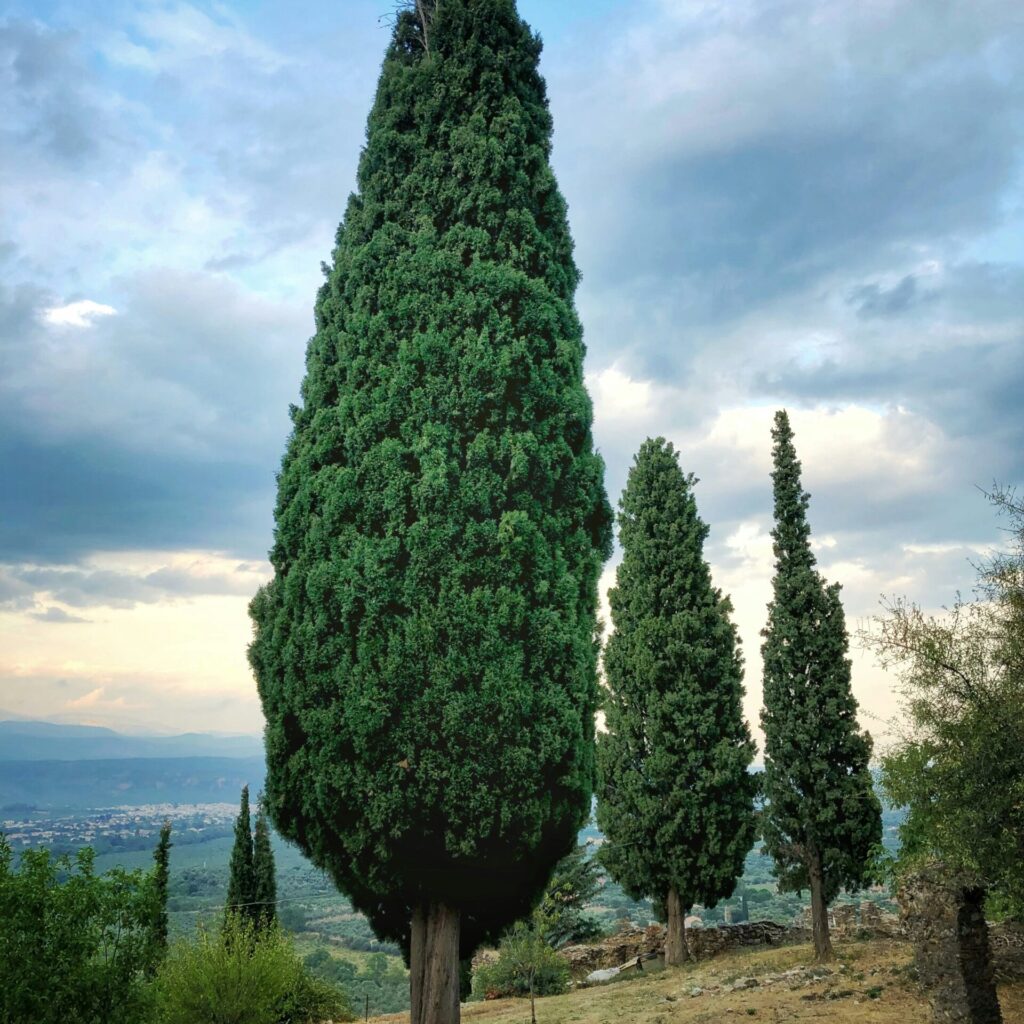 Jegenyefa horoszkóp