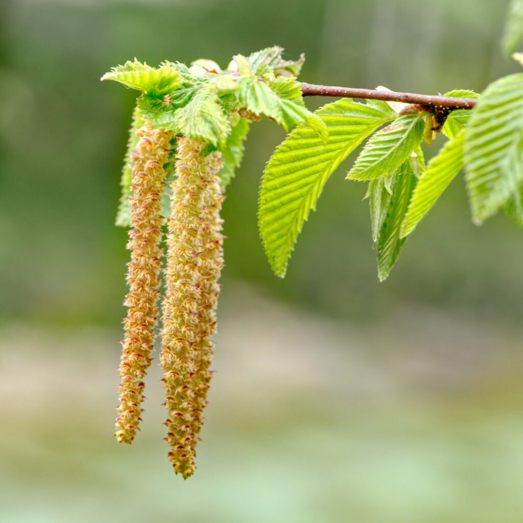 Gyertyánfa horoszkóp