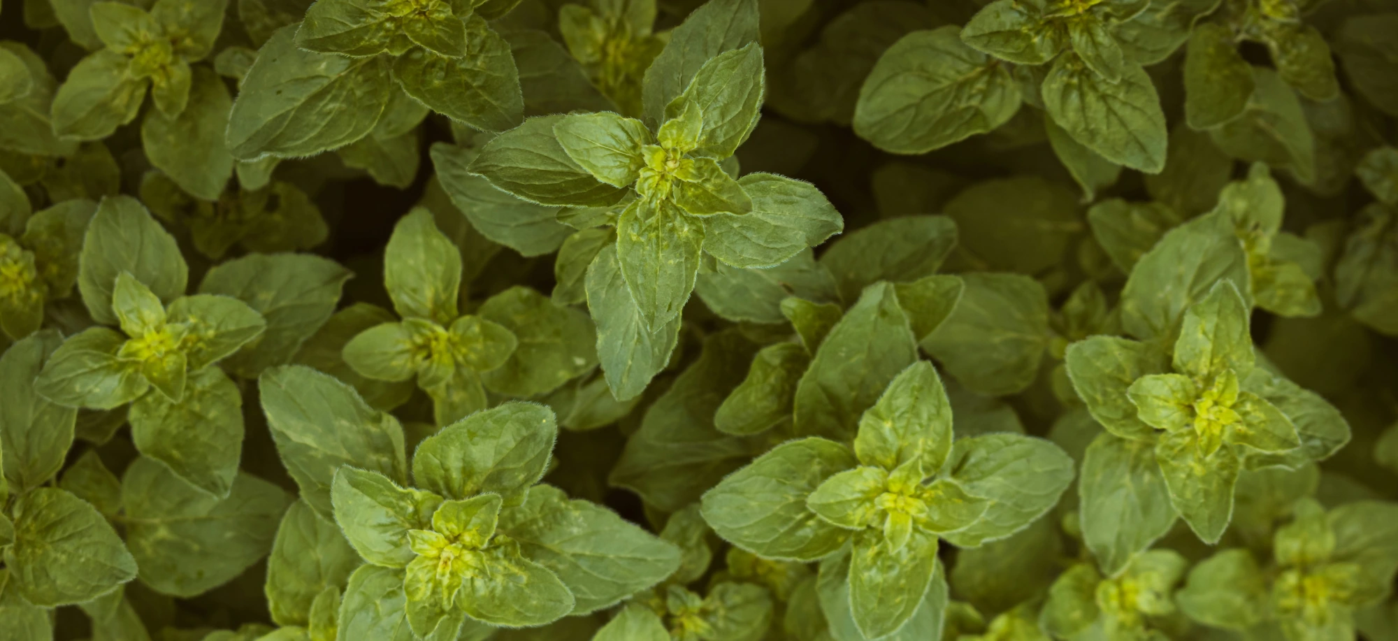 Oregánóolaj a penészgombák ellen