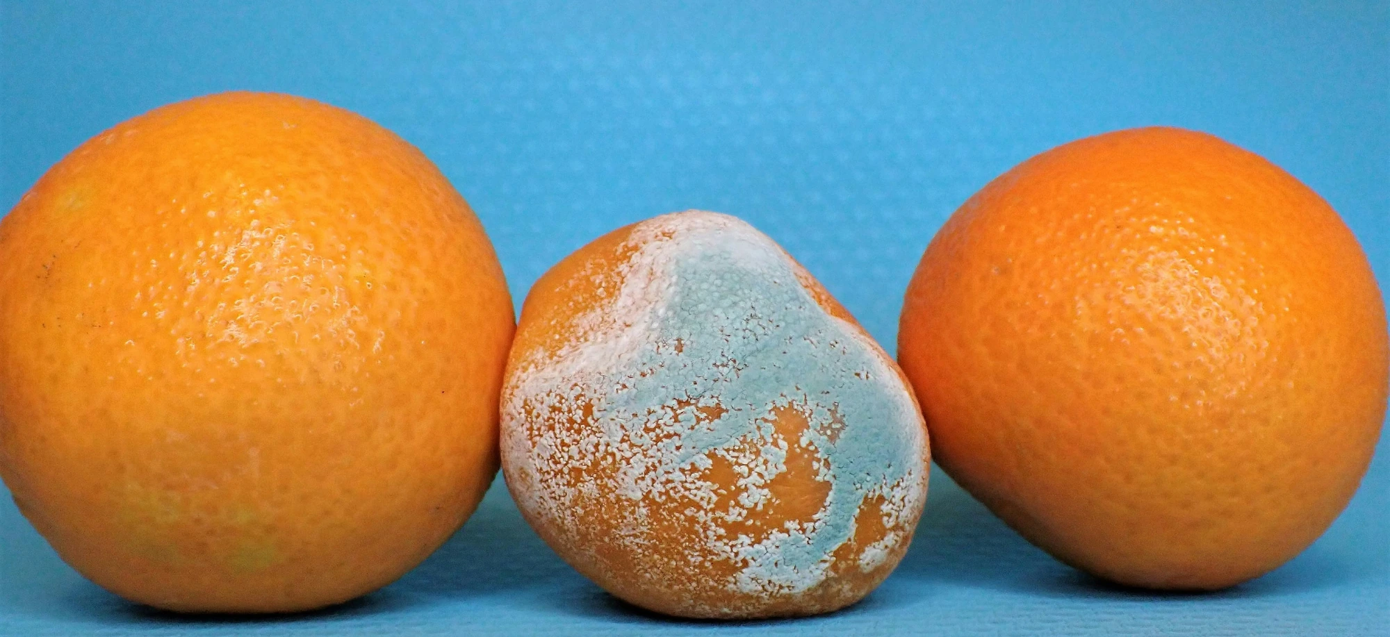 A penészgombák, mint a XXI. század rémei