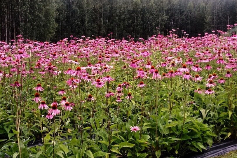 echiacea-biofarm-finland