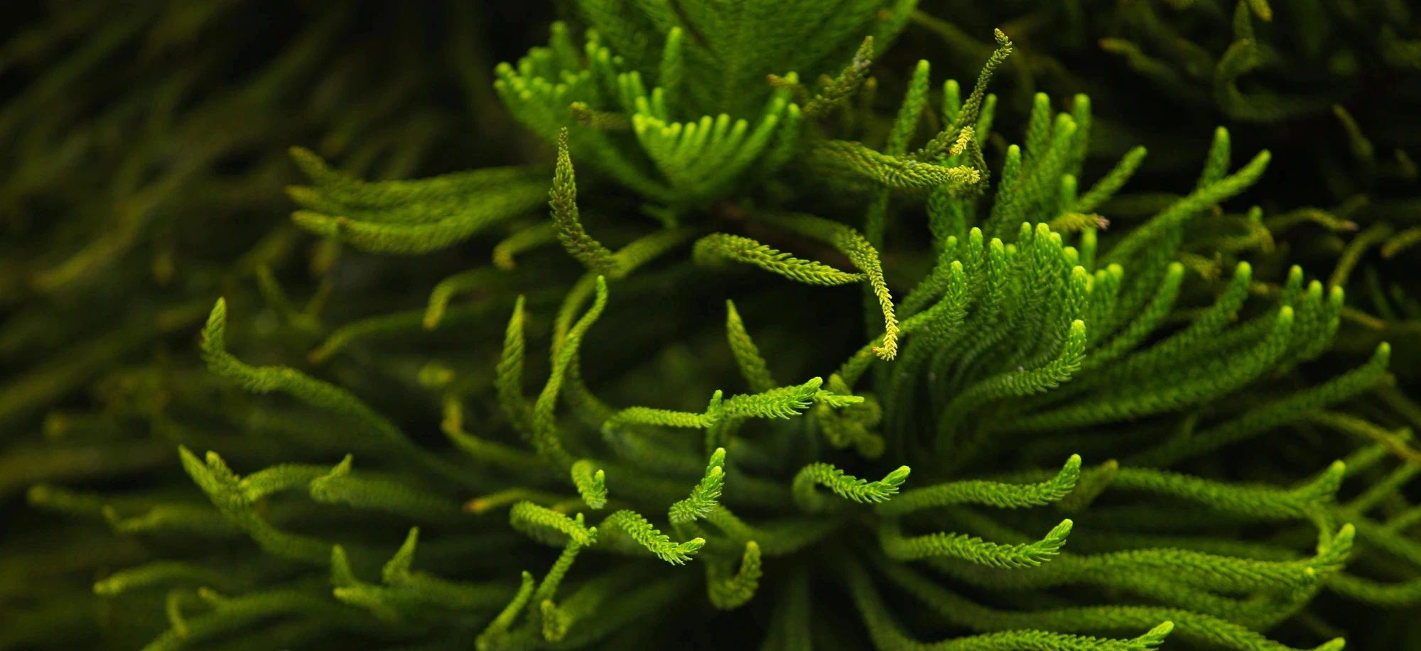 Chlorella alga (zöldalga) az életerő ősi forrása