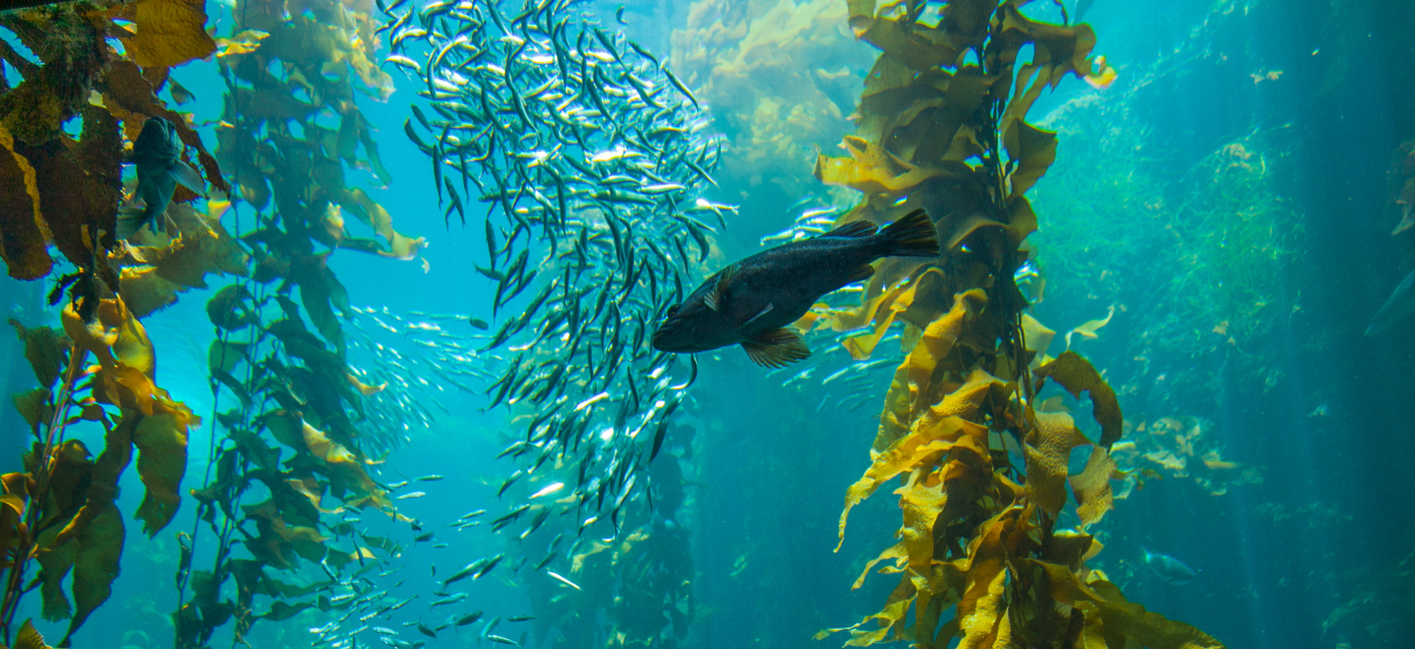 Kelp – hólyagmoszat sokoldalú hatása az egészségre