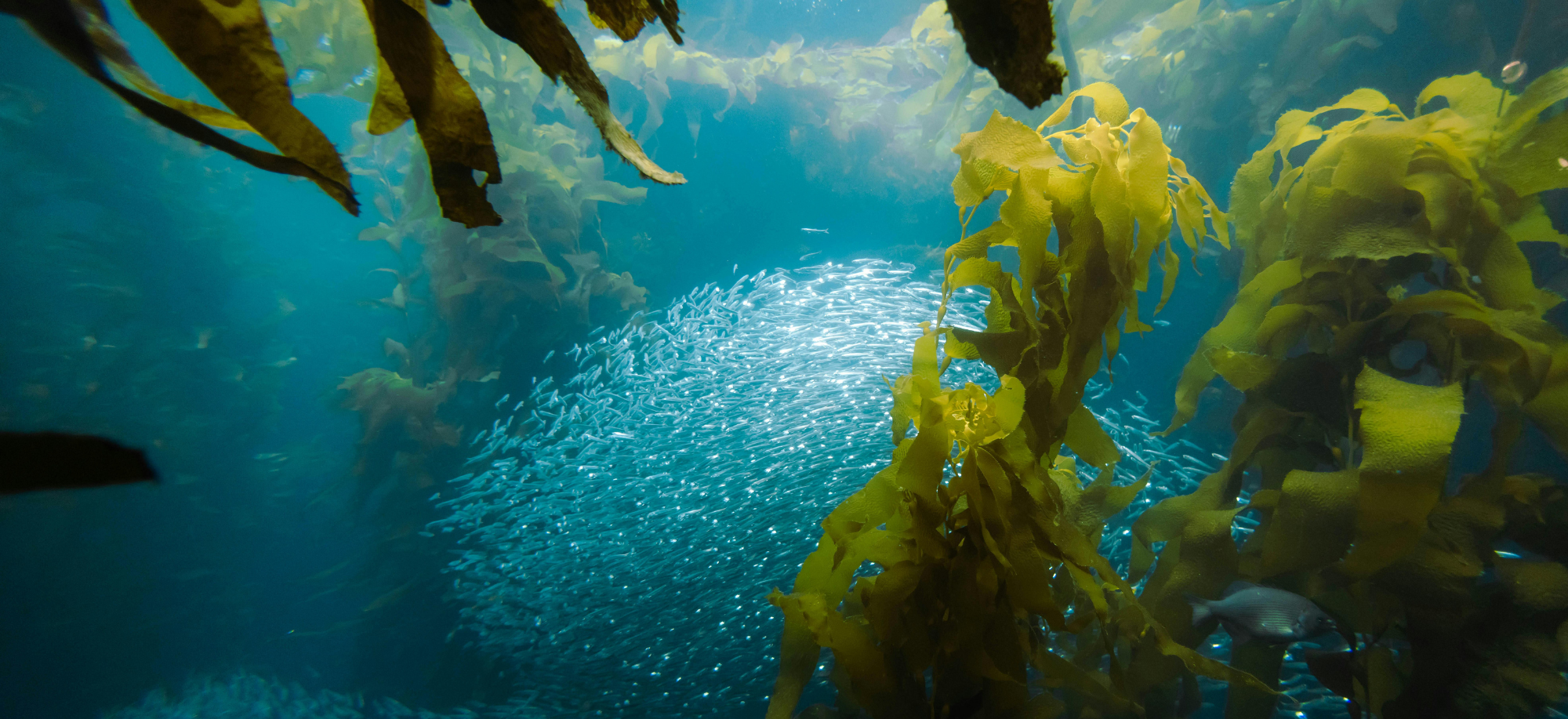 Chlorella alga: vissza az életerő ősi forrásához!