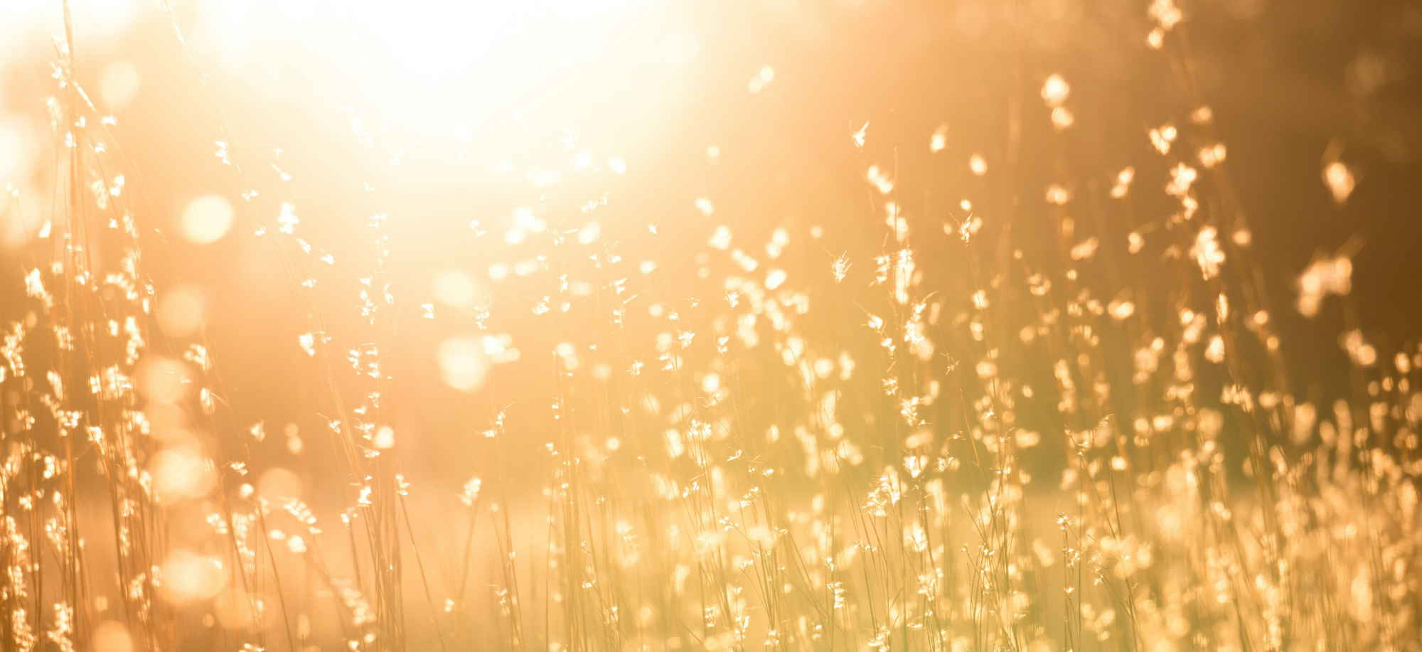 D3 vitamin élettani jelentősége