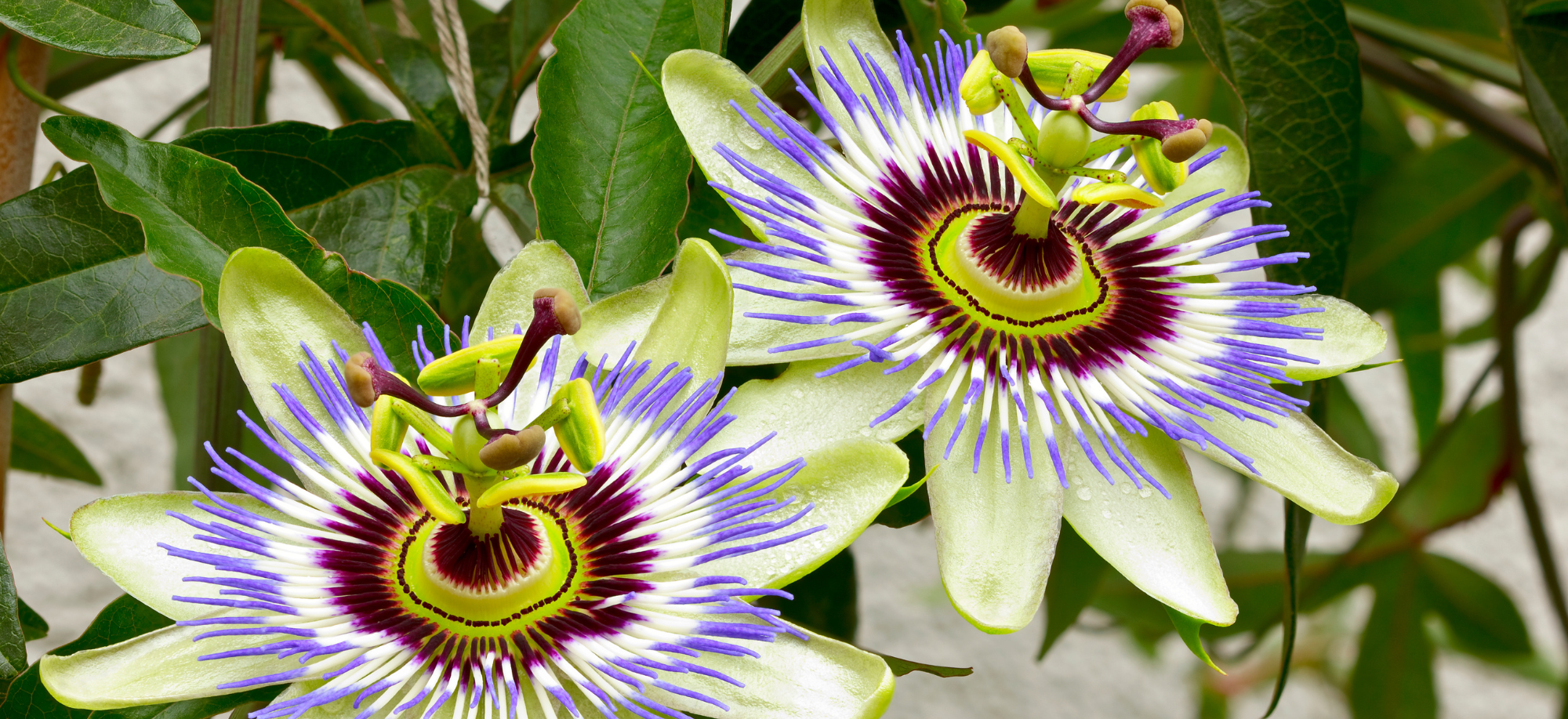 Golgotavirág – nyugtató hatású gyógynövény