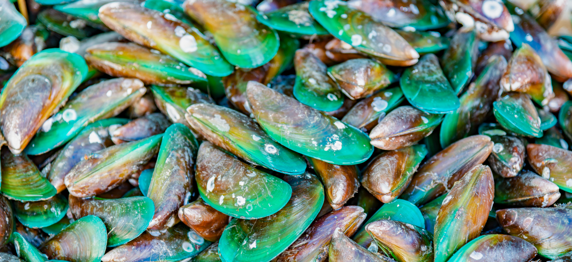 Zöldkagyló – természetes ízületvédelem az új-zélandi zöldszájú kagyló erejével