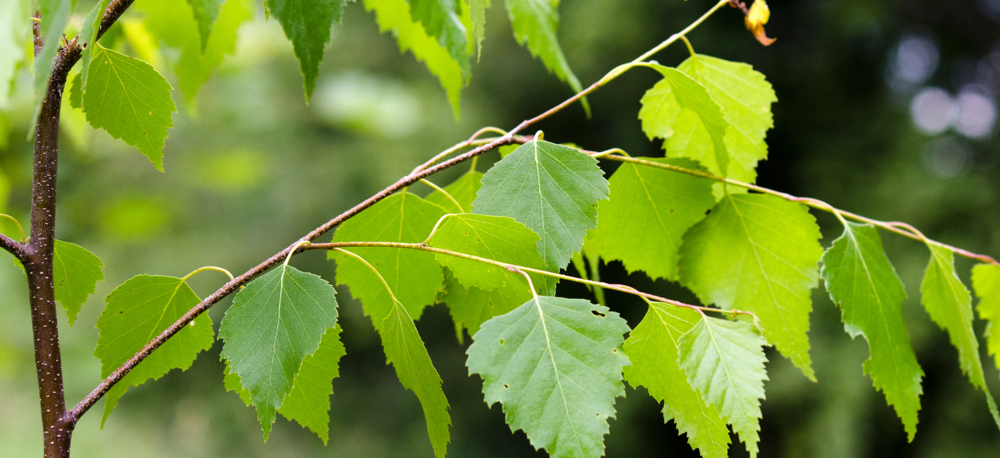 Vesetisztítás – természetes megoldás a vesekő, vesehomok és magas vérnyomás ellen
