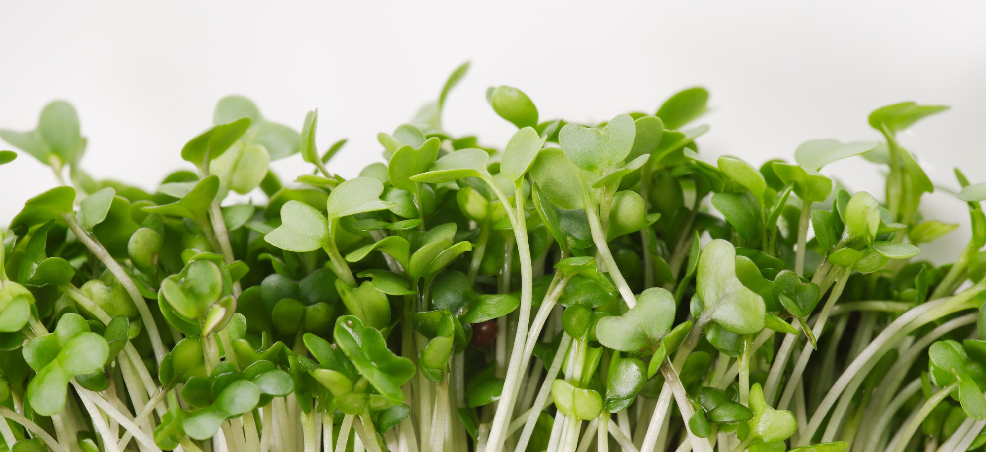 Zab és zabcsíra – természetes nyugtató és agyserkentő hatás