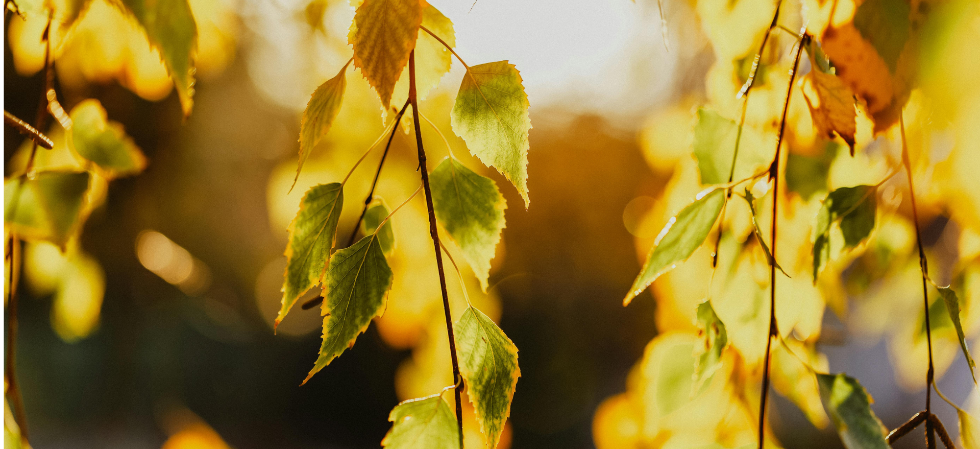 Nyírfalevél – kiválóan tisztítja a veséket és a húgyutakat