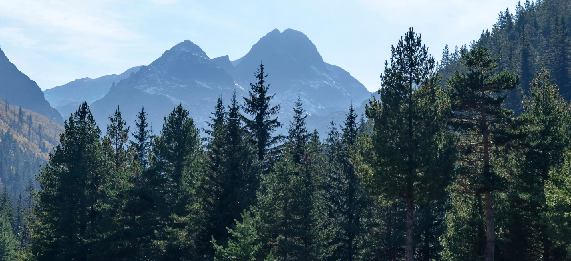 Pycnogenol – az egyik legerősebb antioxidáns és a vérerek tisztítója