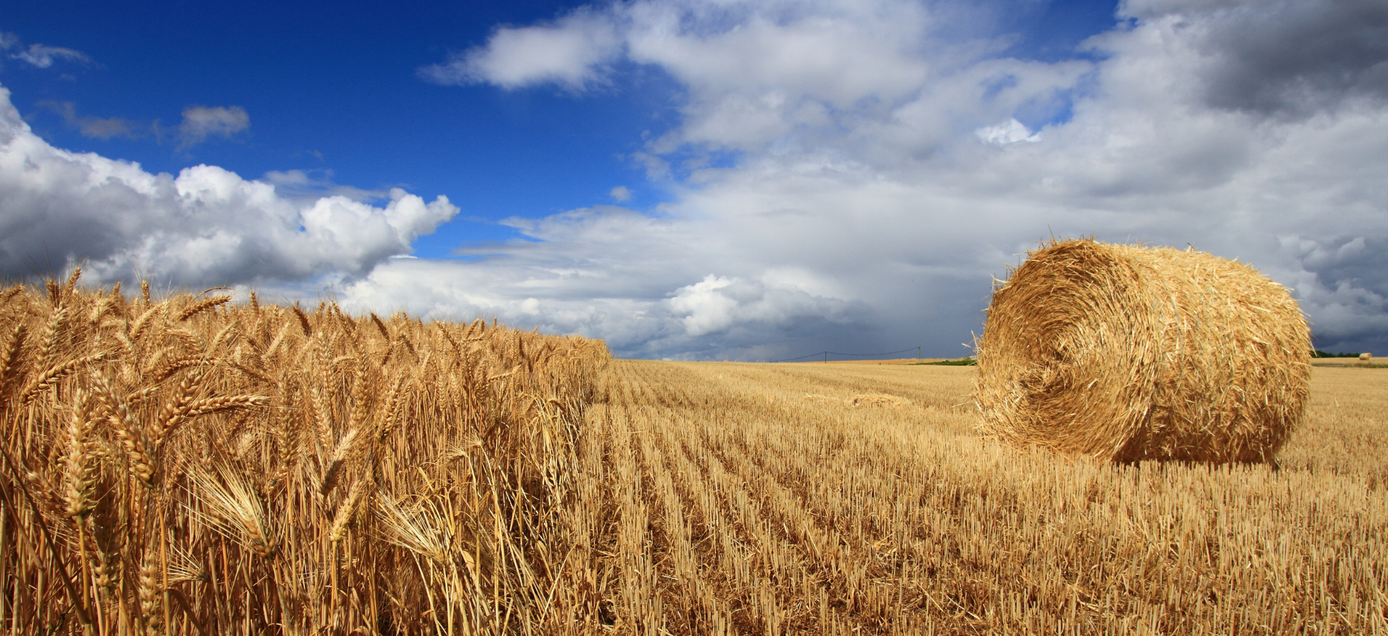 Szelén – nélkülözhetetlen antioxidáns az egészség és sejtvédelem szolgálatában