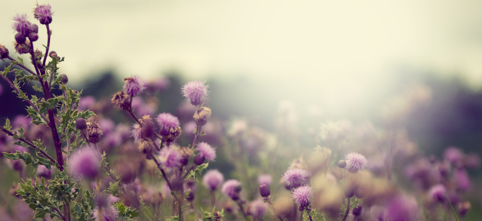 Mária-tövis: a legismertebb természetes májvédő gyógynövény