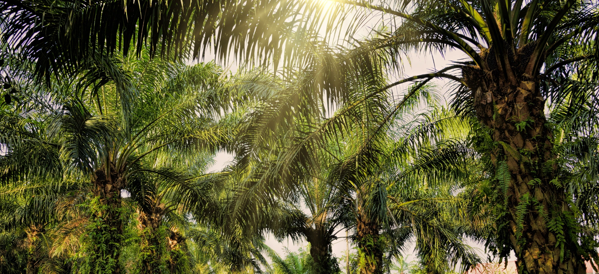 Prosztata problémák, gondok